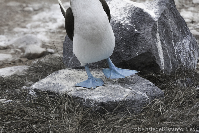 galapagos